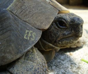 The Jacked Turtle