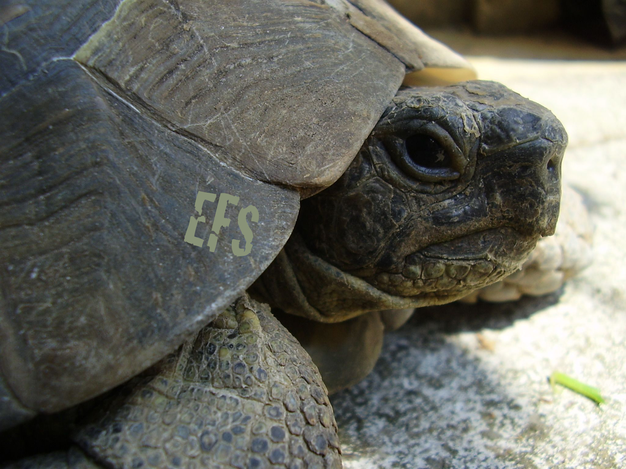 The Jacked Turtle