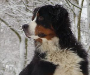 7 Things Mountain Dogs (Like Me) Love