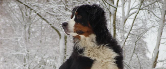 7 Things Mountain Dogs (Like Me) Love