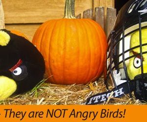 They are NOT Angry Birds (Part 2.2)