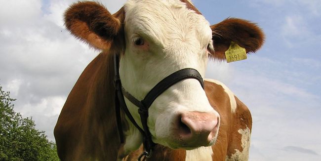 Raw Milk: Friend or Foe?