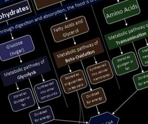 Understanding Ketogenic Diets