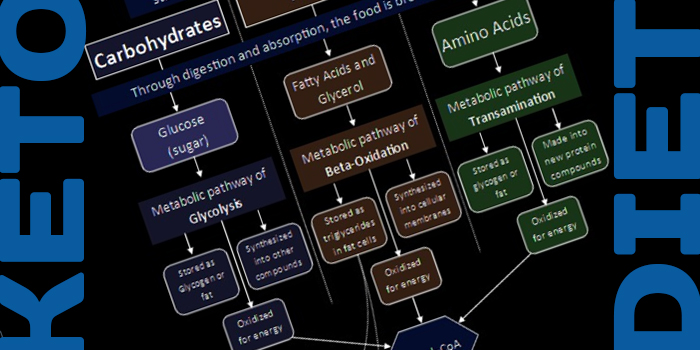 Understanding Ketogenic Diets