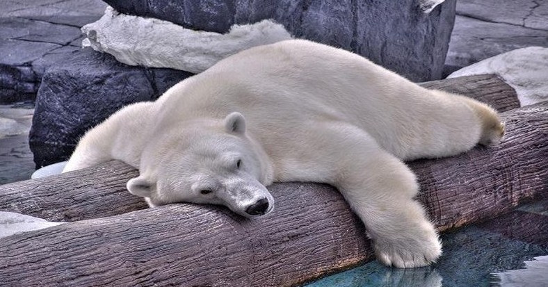 sleeping-bear