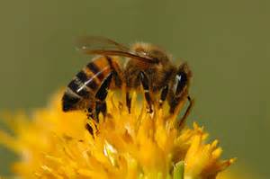 Bee's Honey