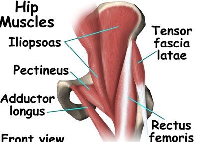 International Sports Science Association , Total Performance Method for Athletes, Quad Dominant