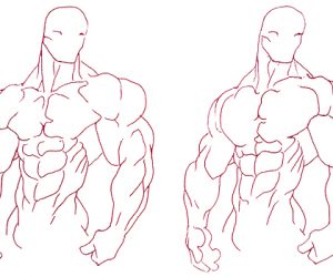 What Muscle Proportions Create the Ideal Aesthetic Physique? 