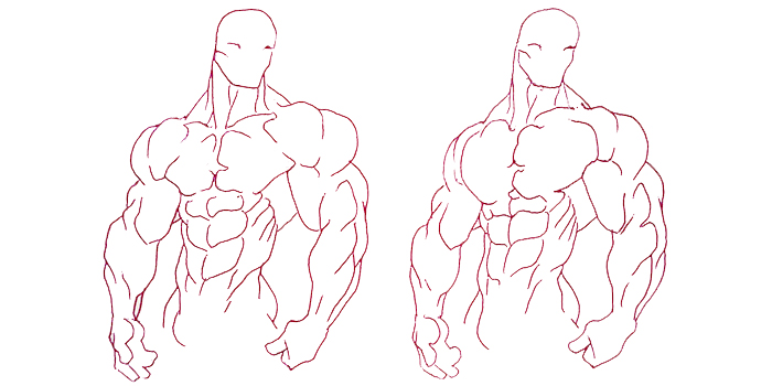 What Muscle Proportions Create the Ideal Aesthetic Physique? 