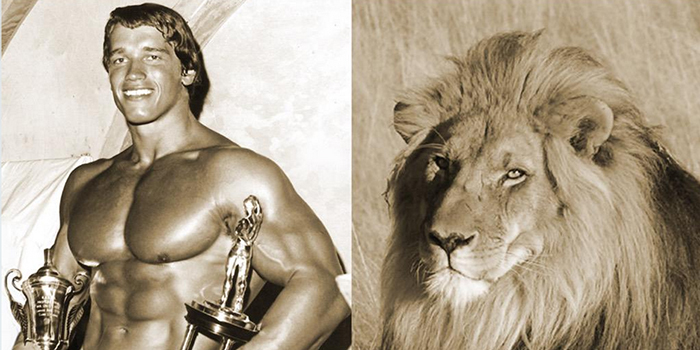 Arnold Schwarzenegger Is Not Happy About Cecil the Lion