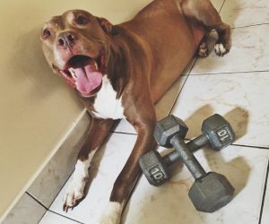 Circus Dumbbell 