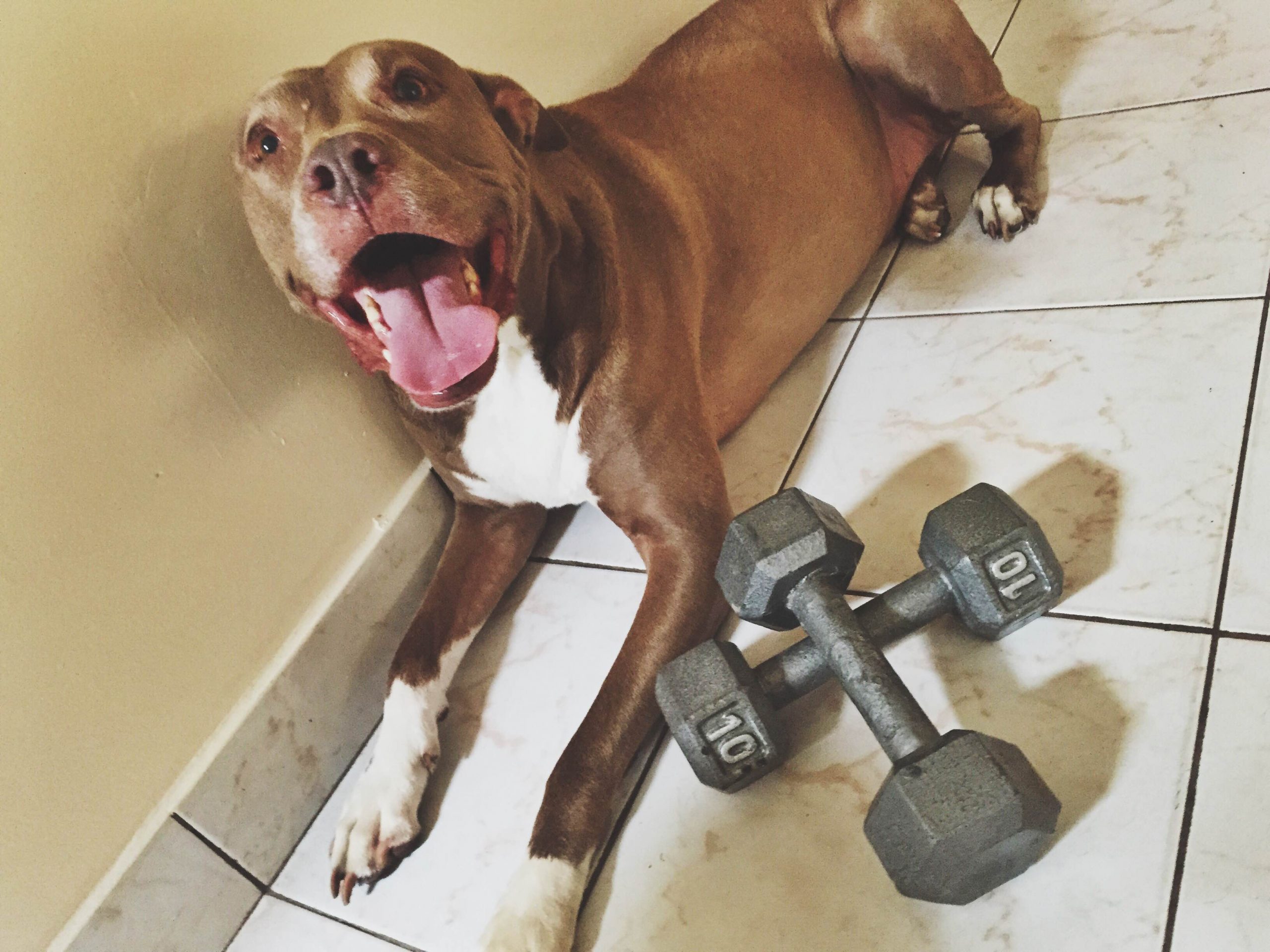 Circus Dumbbell 