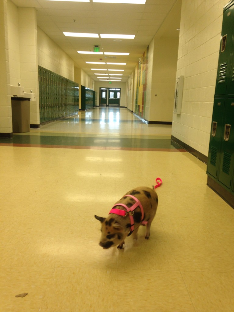 piggie in hall - Wattles