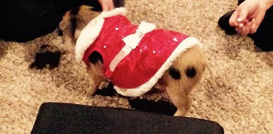 piggie xmas - Wattles