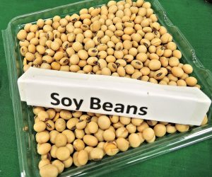 New Findings Concerning Soy Protein, Fertility and Your Endocrine System