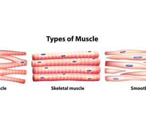 Muscle Fiber Types and Training 