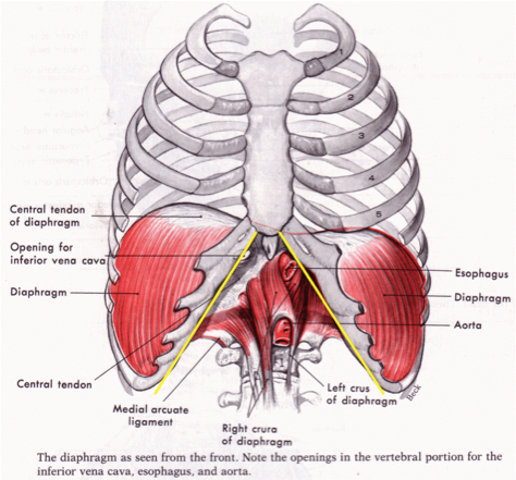 The Diaphragm is a Muscle – Stretch and Strengthen it! (yogadork.com)
