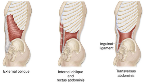 Muscles of the Abdominal Wall - (Antranik.org)