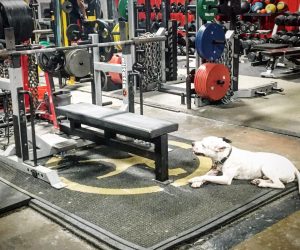 Arnold Prep Week 4 Day 1 Bench