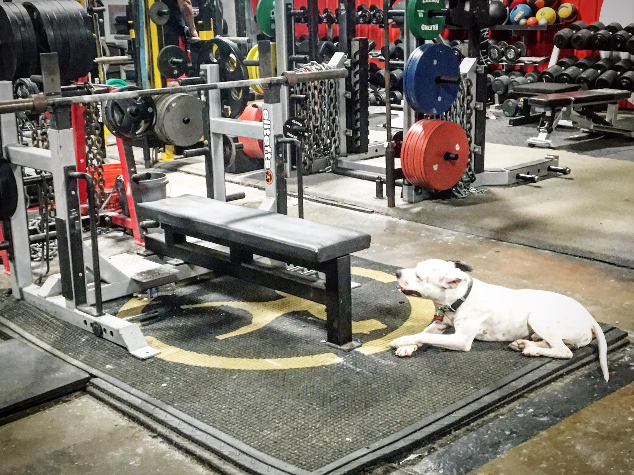 Arnold Prep Week 4 Day 1 Bench