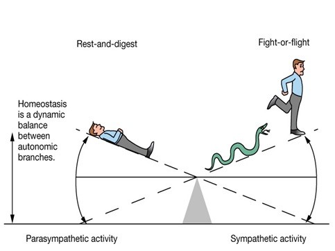 Nervous System Balance (1)