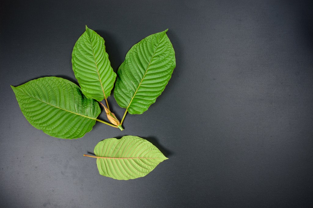 Mitragyna speciosa or Kratom leaves
