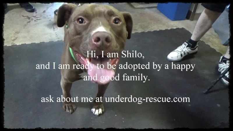 MGG shilo Underdog Rescue