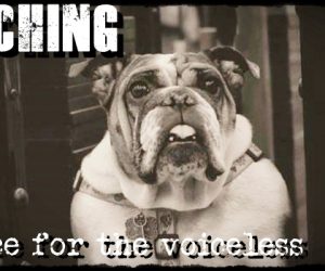 A VOICE FOR THE VOICELESS