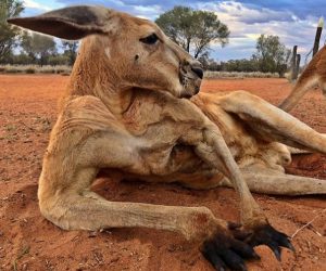 RIP Roger, the Kangaroo with a Bodybuilder Bod