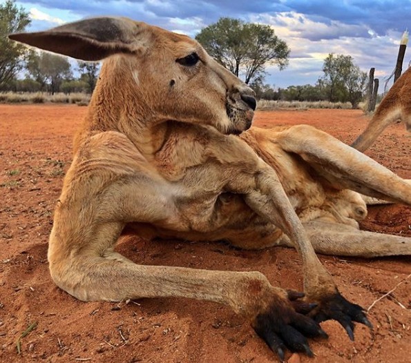 RIP Roger, the Kangaroo with a Bodybuilder Bod