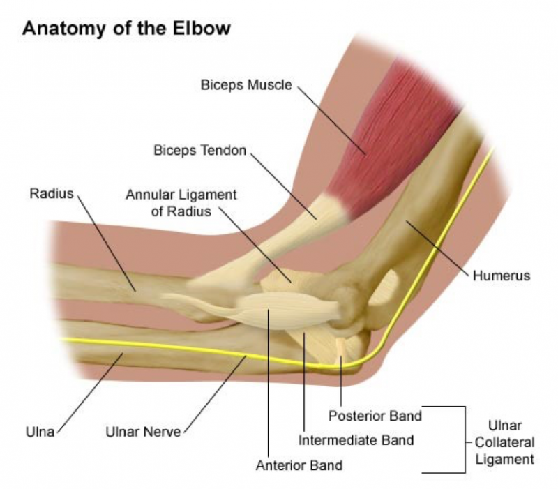 anatomy of elbow