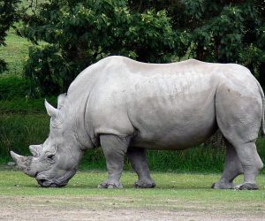 "Rhinoceros Success" by Scott Alexander