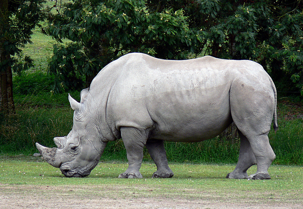 "Rhinoceros Success" by Scott Alexander