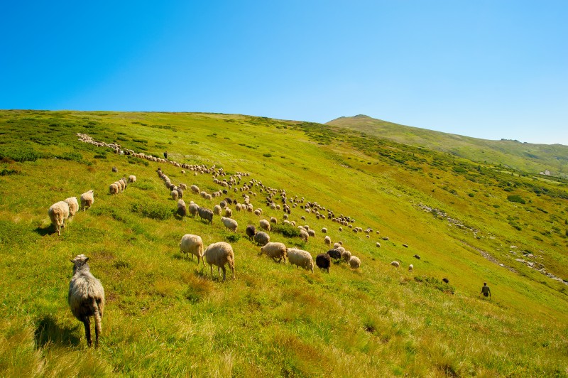 Herd of sheeps in mountians