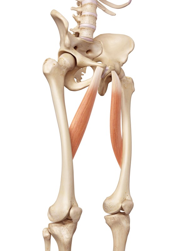 medical accurate illustration of the adductor longus