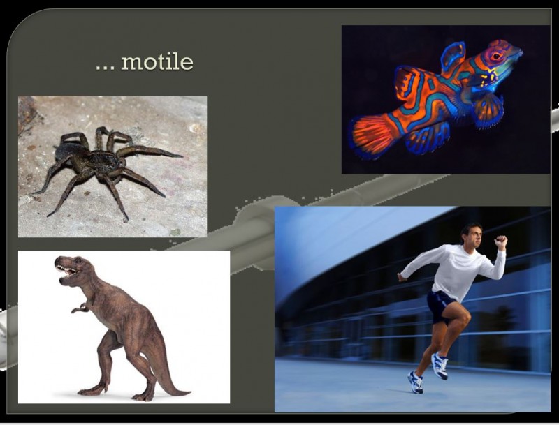 motile animals