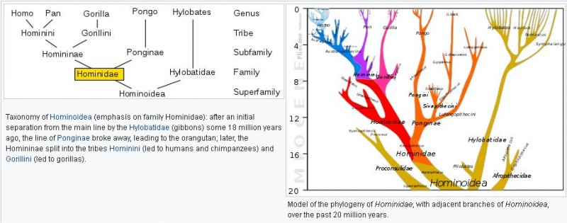 hominidae