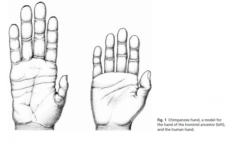 young comparative hands