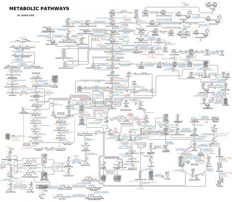 880px-Human_Metabolism_-_Pathways