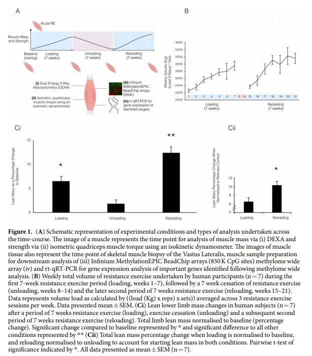 muscle memory epigenetics