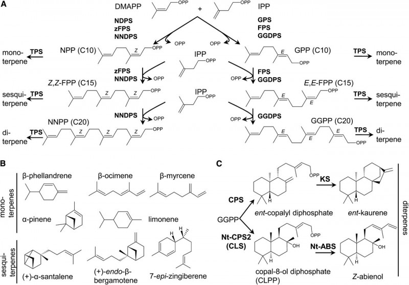 terpenoids 3