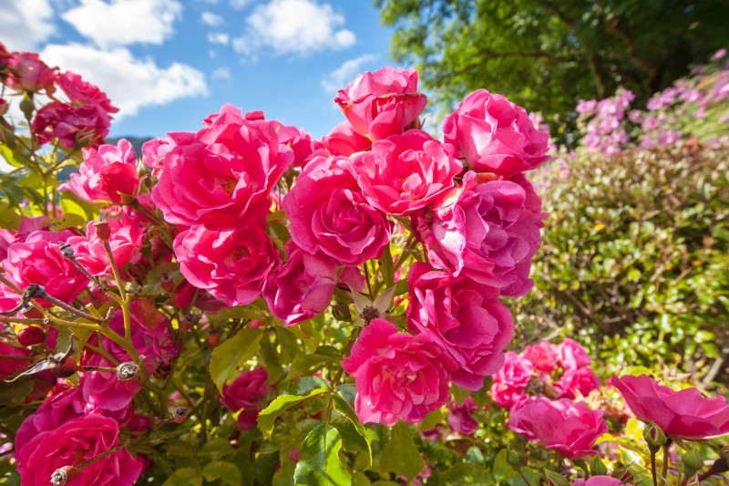 Pink roses in the Garden of Eden