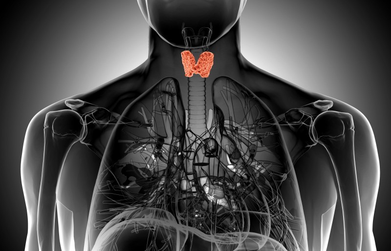 x-ray  illustration of the male thyroid gland