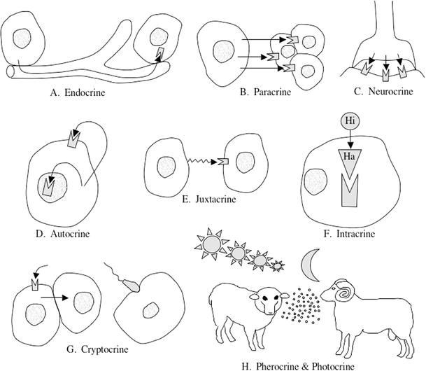 cell signaling