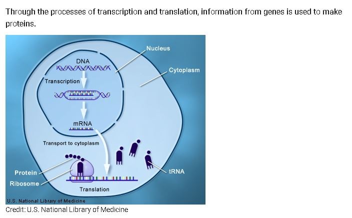 genetic information dogma