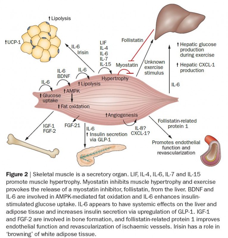 muscle as secretory organ