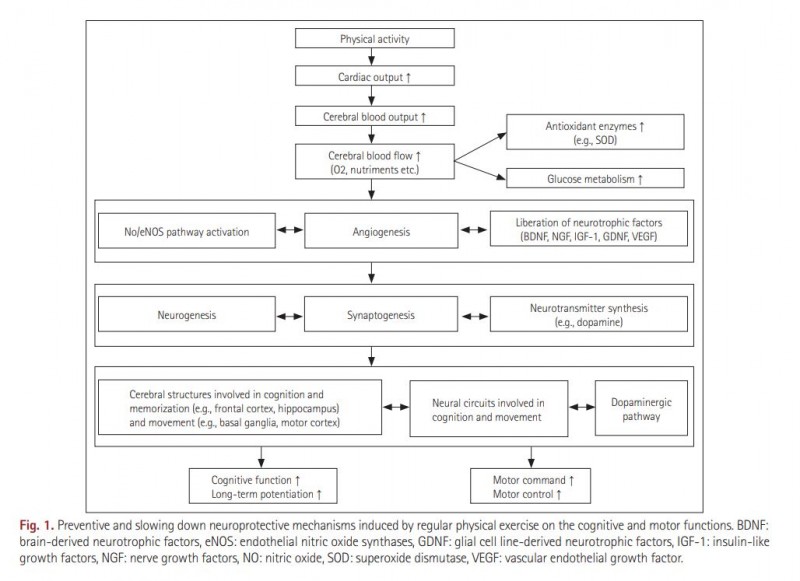 protective function of exercise