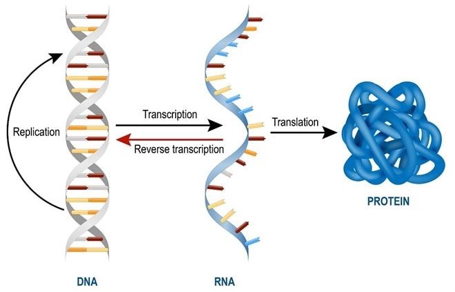 reverse transcription