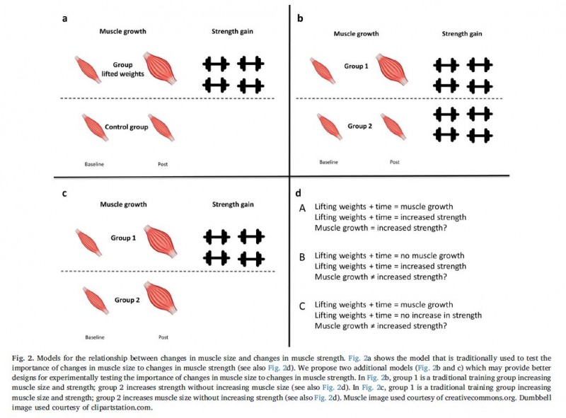 muscle size V strength