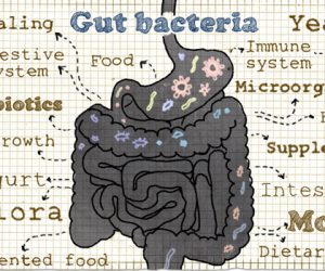 The Role of the Gut in Athletic Performance